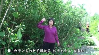 林素妃自然青草園/神秘草(扁桃斑鳩菊)/專題報導之四