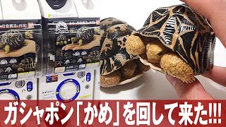 ガシャポンの新シリーズ「ガシャポン かめ」を回して来た！レビュー / インドホシガメ / ギリシャリクガメ / アルビノ / 亀の骨格構造を研究しリアルなポーズの再現が可能らしい・・・