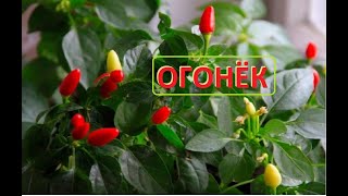 Комнатный перец ОГОНЁК, второй сезон
