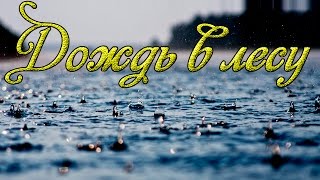 дождь в лесу