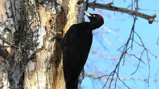 Черный дятел Желна самый большой в Европе, Black Woodpecker