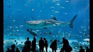I 5 Acquari più grandi del mondo -Speciale 100 iscritti-