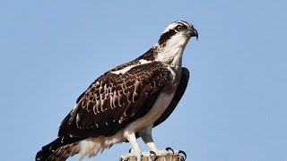 Osprey (Pandion haliaetus) (Linnaeus, 1758) Ψαραετός - Cyprus