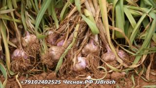 Уборка чеснока на одном дыхании...   Garlic Harvester, Knoblauch