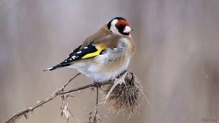 Щегол черноголовый (Carduelis carduelis) | Film Studio Aves