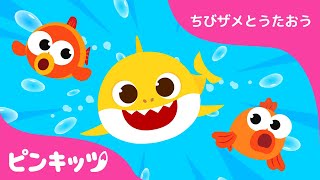 あつまれ！サメかぞく | サメのかぞく | ちびザメとうたおう | ピンキッツ童謡