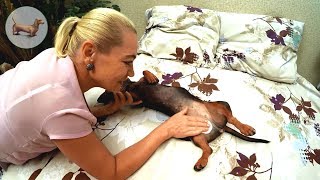 ТАКСА ^ ТАКСЫ ~ Как ухаживать за ТАКСОЙ? ТАКСА — /Уход + содержание/! Как ухаживать за собакой? :))