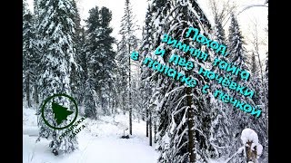 Поход,зимняя тайга и две ночёвки в палатке с печкой