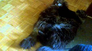 Maine Coon cats wrestling for fun