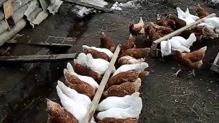 Куры.#7. Обзор куриного хозяйства.