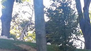 İstanbul Emirgan korusu SİNCAB 1/9/2016 by Khalid alameen