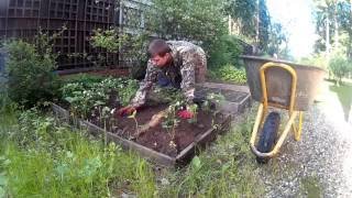 Подкормка клубники весной, экспресс метод