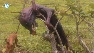 MATAN SUPUESTO CHUPACABRAS EN MEXICO