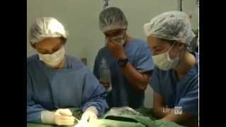 UPFTV - Cirurgia Arara no Hospital Veterinário UPF