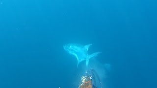 Πώς να μην χάσετε το ψάρι της ζωής σας - Spearfishing How not to lose the fish of a lifetime ✔