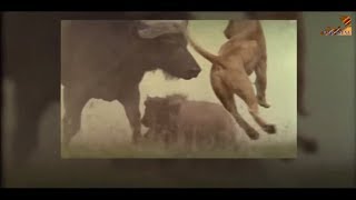 Wild Fauna / Хищники / Неудачи / The Hunting Game / Охотничьи игры