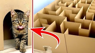 YAVRU KEDİLER LABİRENT ÇIKIŞINI BULABİLİR Mİ?