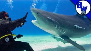 Tiger Shark FACE-OFF!