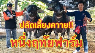 ควายงามเงินล้านคอกปลัดหนึ่ง จ.หนองบัวลำภู โทร. 093-546-8899ปลัดหนึ่ง