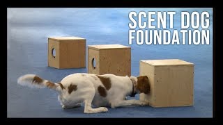 Scent Dog Foundation Online Course | Hunter's Heart Trailer
