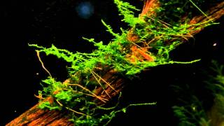 Christmas Moss - Vesicularia montagnei