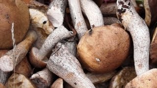 Сбор грибов в лесу