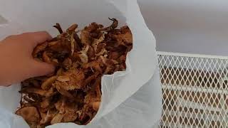 Западная пакет лесных грибов за копейки