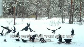12032013_Raveleijn : Raven's playing and bathing in the snow..