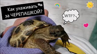 Как ухаживать за сухопутной черепахой?