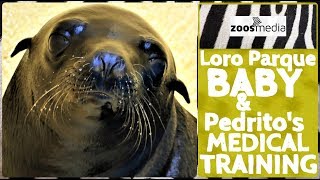 Loro Parque: Seelöwen BACKSTAGE: Baby & Medical Training ? | zoos.media