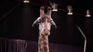 Реклама средства для повышения потенции КRакатао / Кракатао / с говорящим жирафом