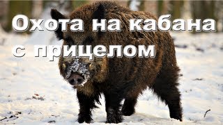 Охота на кабана осенью с прицелом видео 2012-2013 Wild boar hunting in Russia.