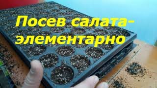Посев салата в кассету на рассаду. Простой и проверенный способ.