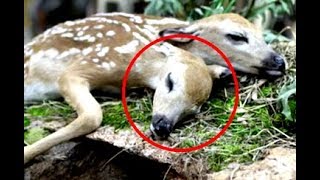 Он шёл в лес за грибами и поразился, когда нашёл там это! Его находка потрясает
