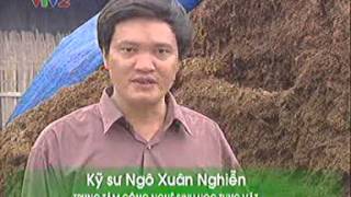 Một số nguyên liệu trồng nấm và cách xử lý - Trung tâm Thông tin Khoa học và Công nghệ Đà Nẵng