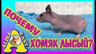 ЛЫСЫЙ ХОМЯК / Почему хомяк лысеет / Кошмарный СОН кота Васи / Alisa Easy Pets