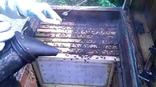 Как я меняю матку в улье