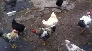 Курочки и петушок в курятнике Видео для детей