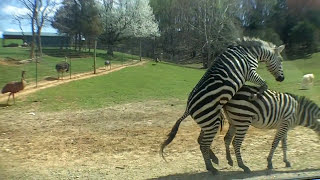 Zebra Love