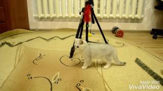 Коты аристократы