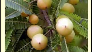 Ресвератрол ! Доктор Александр Штабель о Вита спрее Veratrol