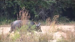 ОХОТА на СЛОНА Safari Hunters   Hunting Elephant in Tanzania