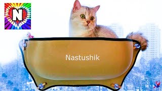 НАСТЯ ВЛОГ kitten academy коты ютуберы funny cat SIMKA  Видео про котов Котик СИМКА и Настюшик