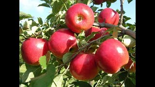 Phát Sốt Với Giống Táo Tây Siêu Lùn, Siêu Quả Mới Trồng Chậu Sai Trĩu Quả