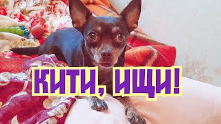 КОМАНДА ИЩИ ДЛЯ ЧИХУАХУА КИТИ/dog tricks quest for chihuhua Kitty