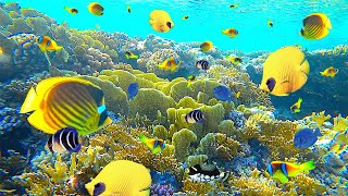 КРАСНОЕ МОРЕ. ПОДВОДНЫЙ МИР ЕГИПТА. ШАРМ ЭЛЬ ШЕЙХ 2020. DOMINA CORAL BAY.