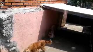 Satılık Yavru Köpekler,Her Cins Yavru Köpek Satışı  www.minikkopekler.com