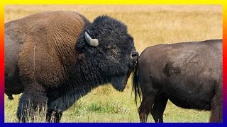 Amazing Bison Breed Calling Fighting Mating And Giving Birth In Nature