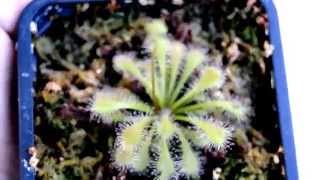 Plantas Carnivoras Drosera Capensis Intermedia