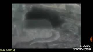 Коты-Воители:Синичка/Синелапка(Синегривка/Синяя Звезда) и Снежинка(Снеголапка/Белогривка)